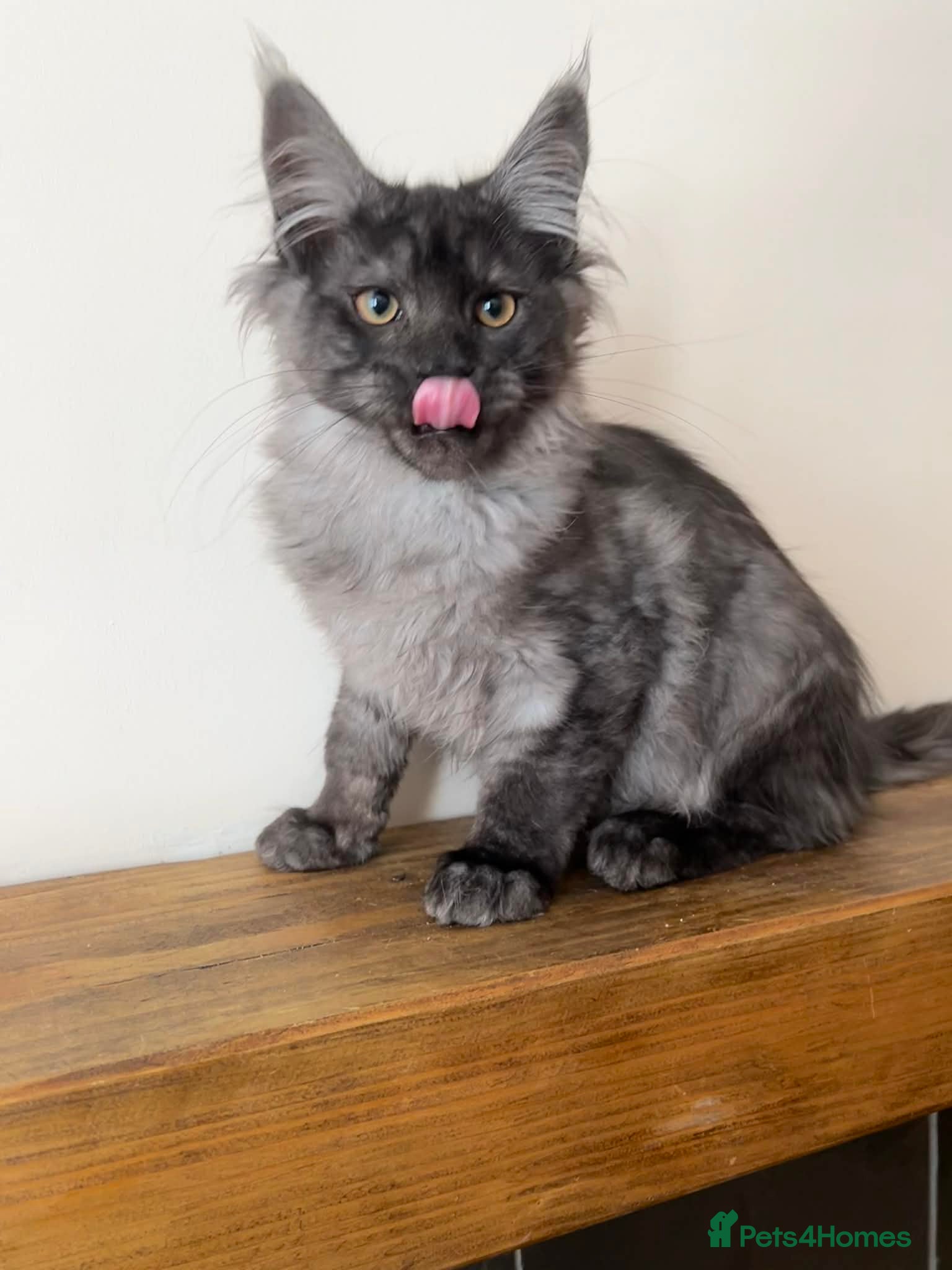 Maine Coon cats TICA REGISTERED Maine Coon boys! - Advert 2