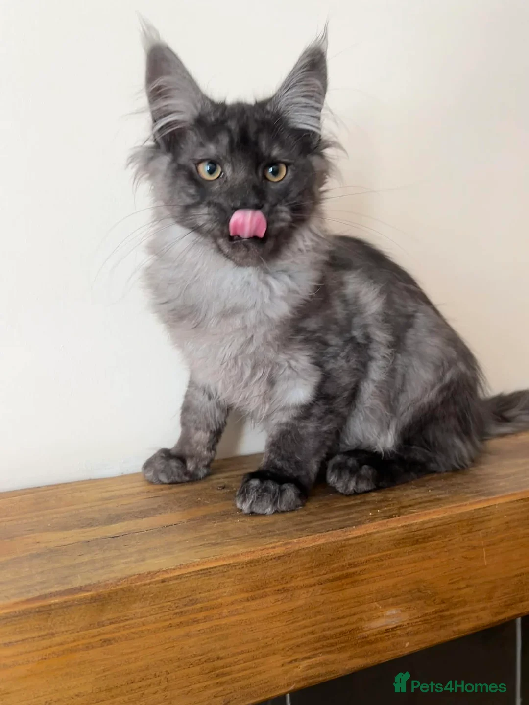 Maine Coon cats for sale: TICA REGISTERED Maine Coon boys! - Advert 1