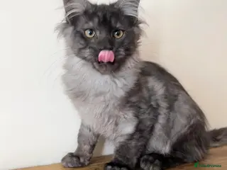 Maine Coon cats TICA REGISTERED Maine Coon boys! - Advert 2