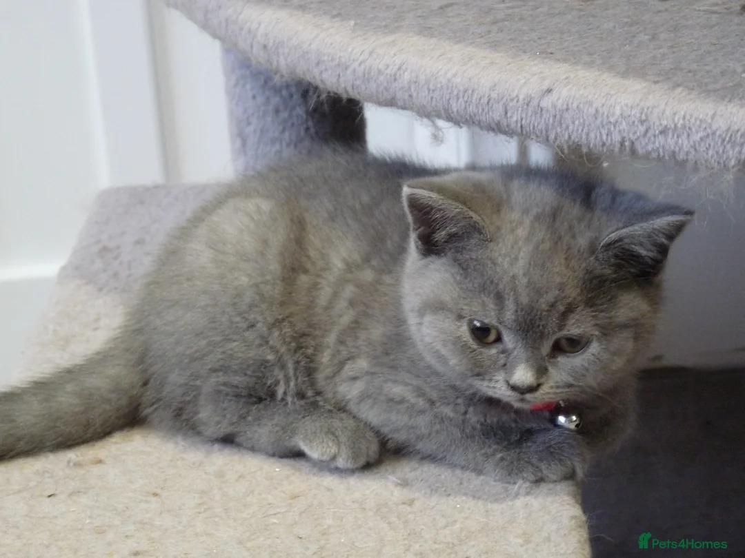 British Shorthair cats for sale: four beautiful british shorthair kittens for sale - Advert 10