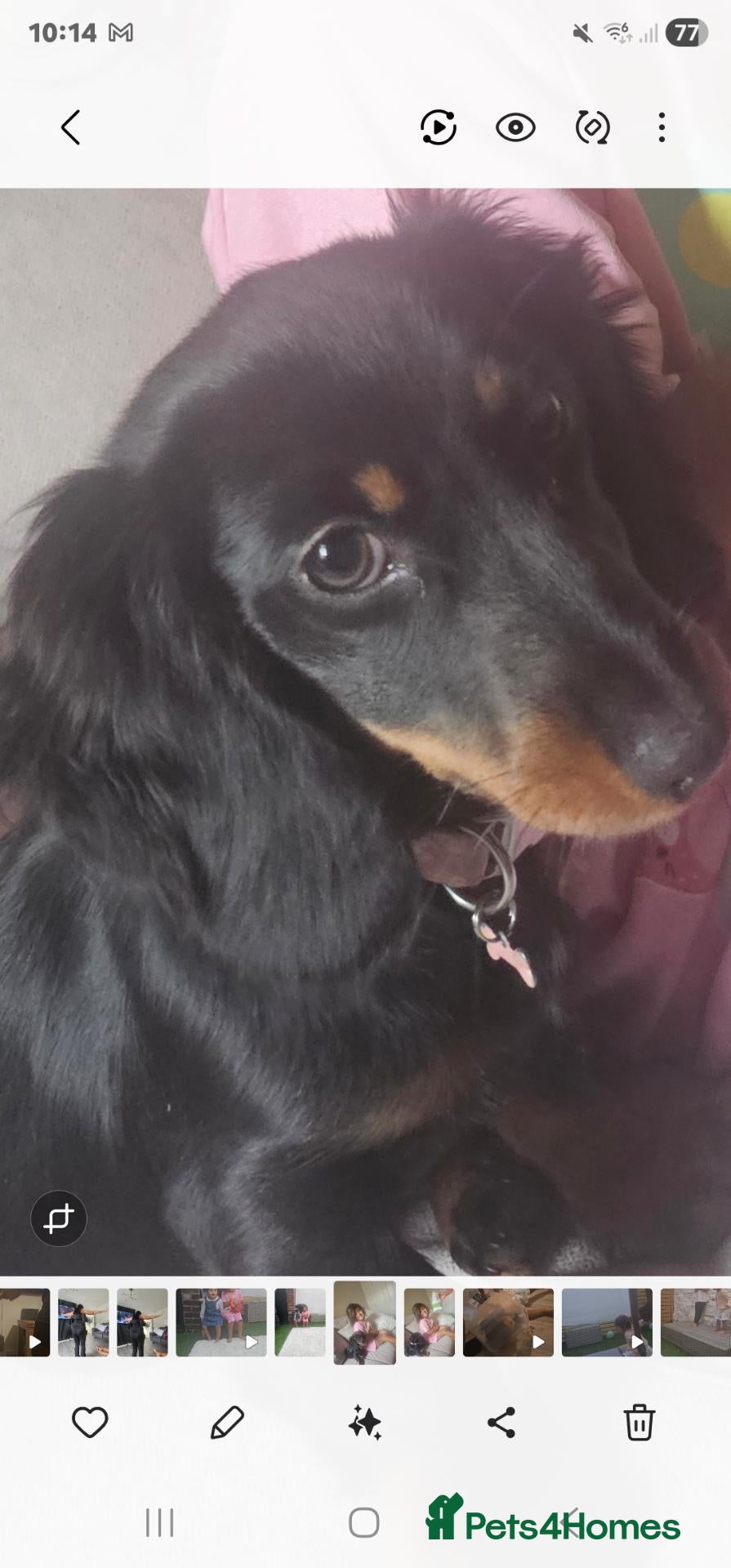 Dachshund dogs Mini dashound female puppy - Advert 1