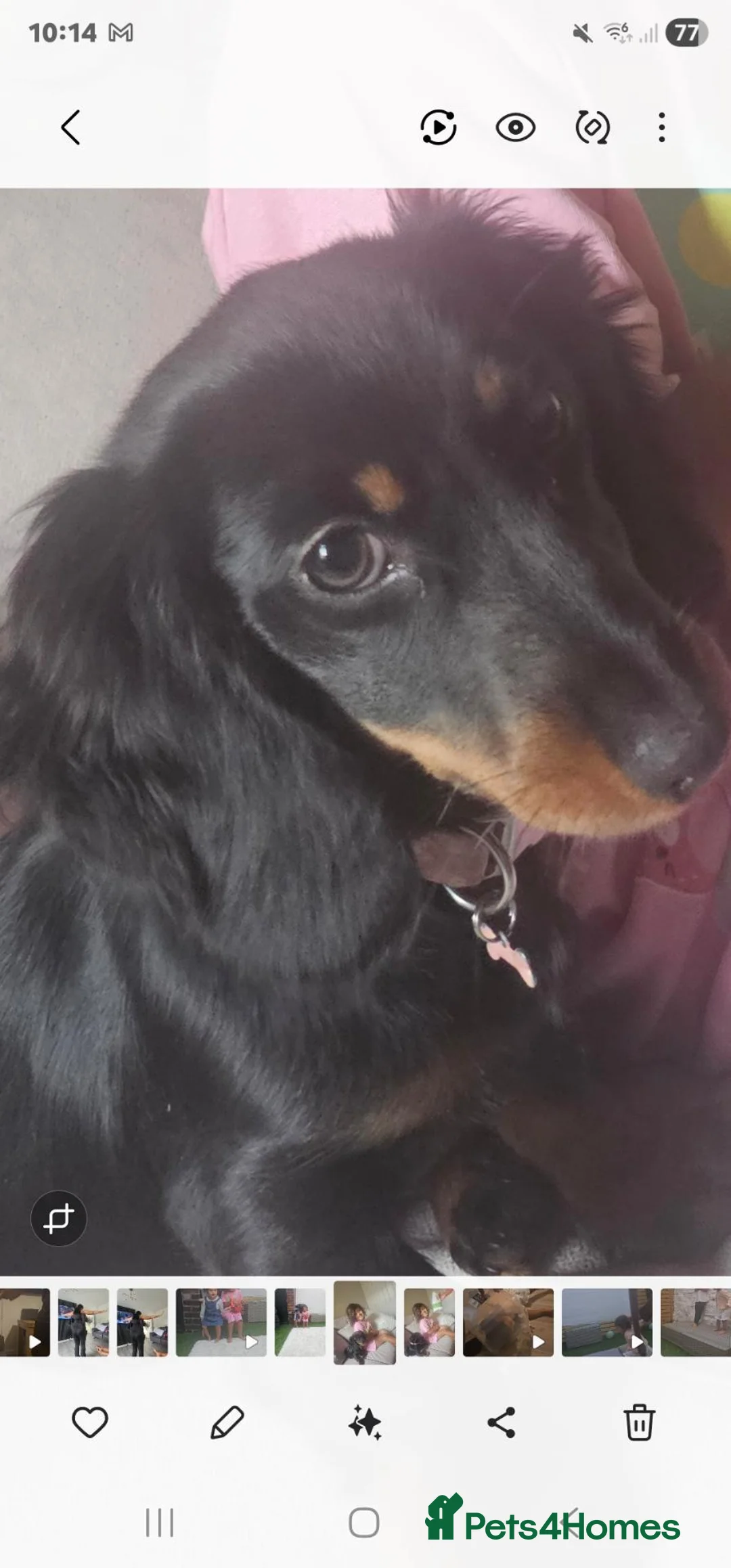 Dachshund dogs for sale: Mini dashound female puppy - Advert 1