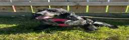 Cocker Spaniel dogs for sale: Adult Cocker Spaniel For Sale - Advert 2