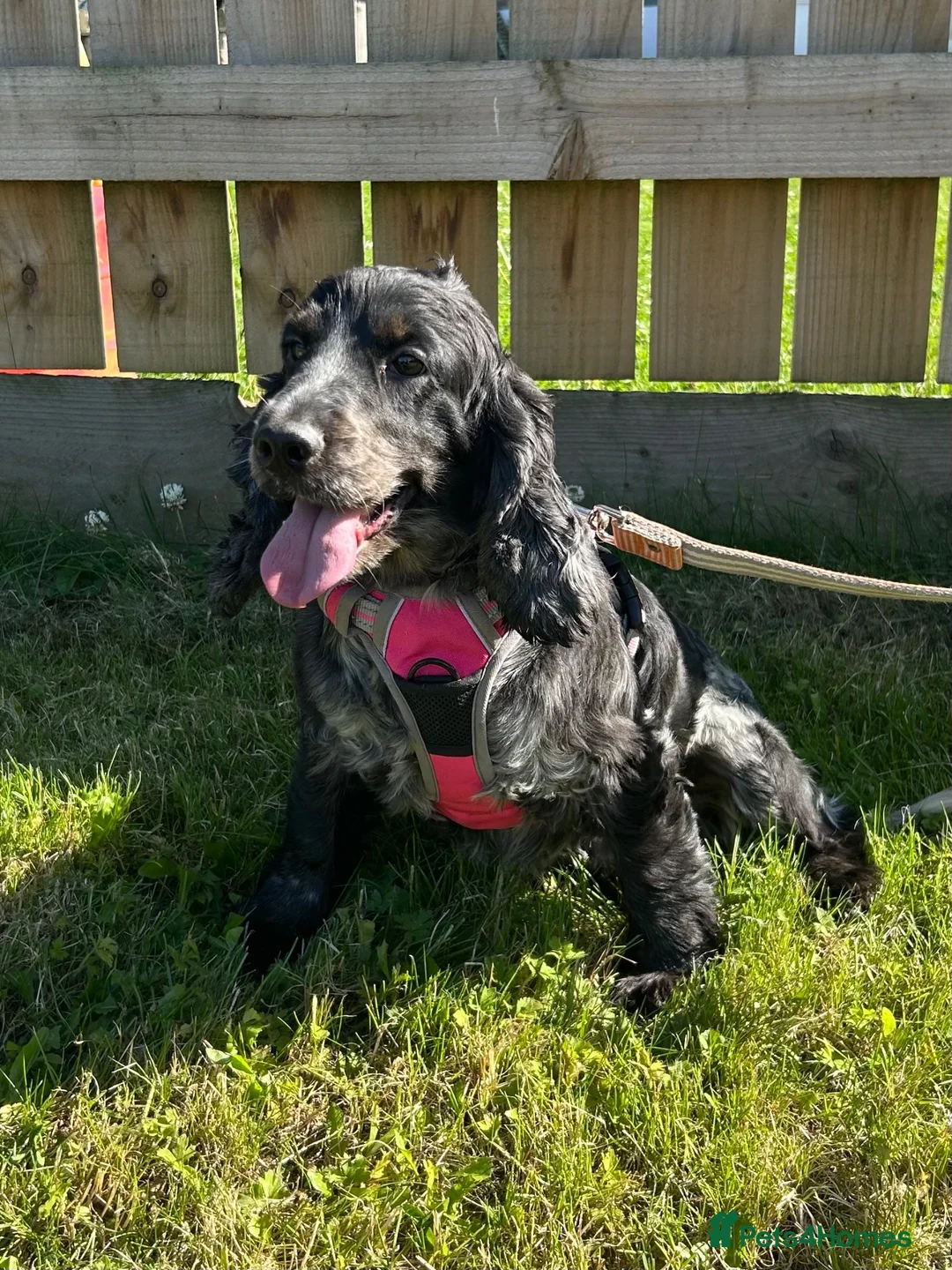 Cocker Spaniel dogs for sale: Adult Cocker Spaniel For Sale - Advert 2