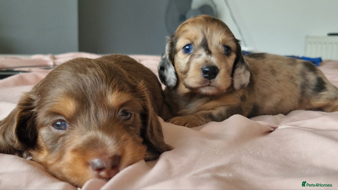 Miniature Dachshund dogs for sale: Long hair minature dachshunds - Image 9