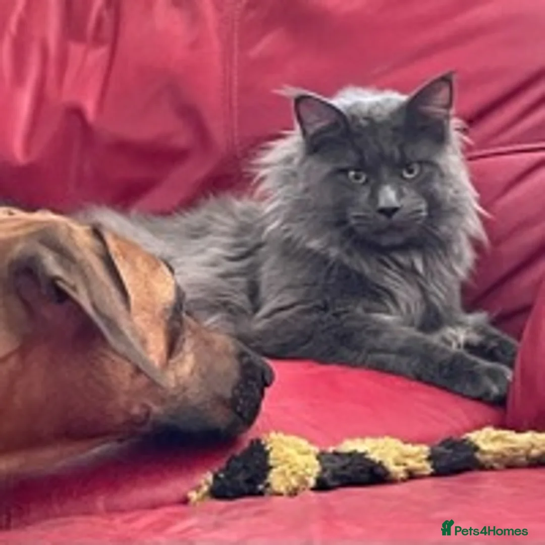 Maine Coon cats for stud: GCCF Russian Line handsome stud Kodiak in Braintree - Advert 8