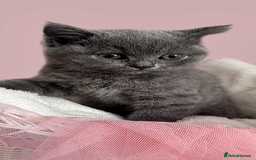 British Shorthair cats for sale: 🐾 Blue British Shorthair Kittens  🐾 - Image 7