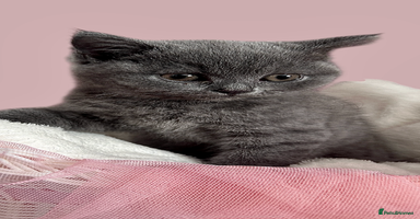 British Shorthair cats - Advert 14