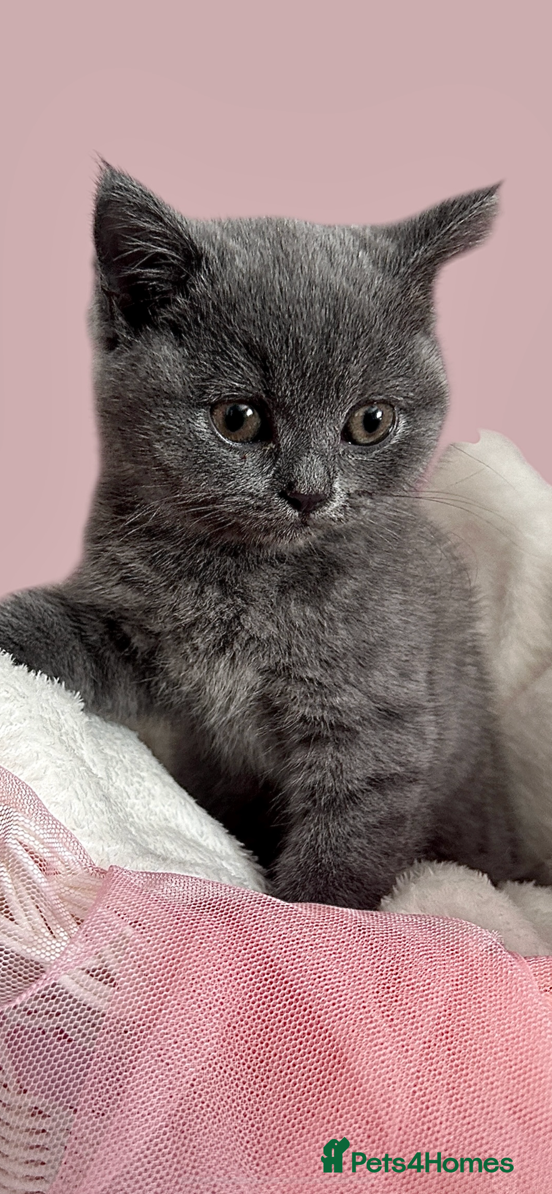 British Shorthair cats for sale: 🐾 Blue British Shorthair Kittens  🐾 - Image 7