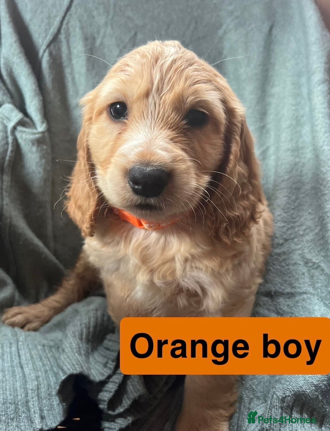 Cocker Spaniel dogs for sale: Cocker spaniel - Image 5