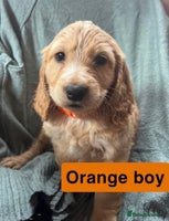 Cocker Spaniel dogs - Advert 14