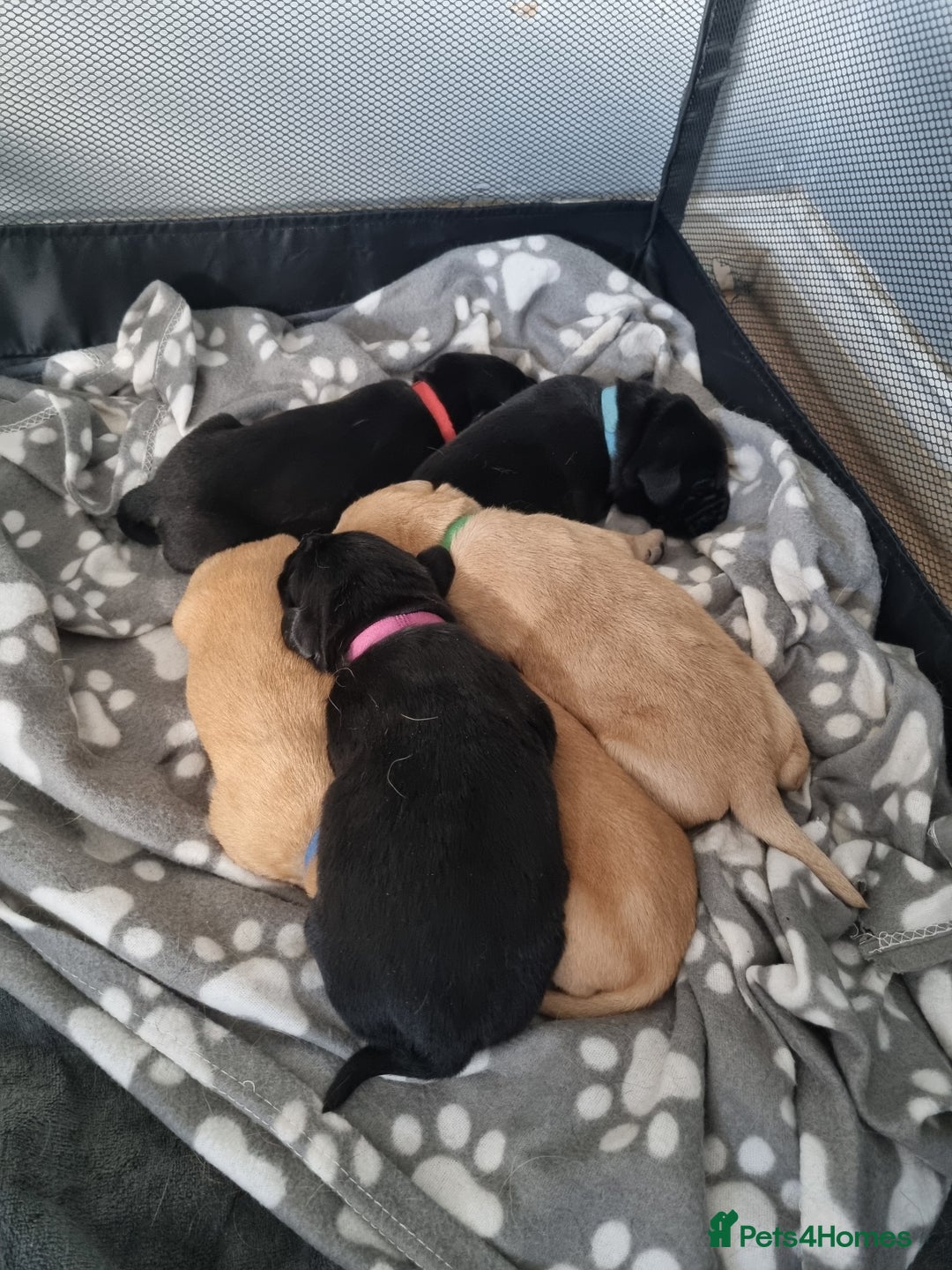 Labrador Retriever dogs for sale: ⭐️ Lush Lab Pups - READY 15/10/25 ⭐️ - Image 14