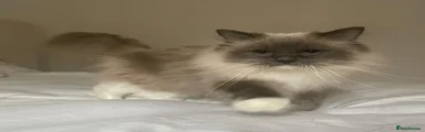 Ragdoll 2