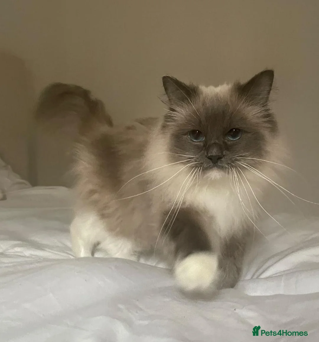 Ragdoll cats for sale: Ragdoll girl 💕 boy💙  - Advert 2