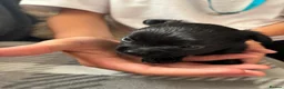 Chihuahua dogs for sale: Beautiful long haired black chihuahua puppies in Oxted - Advert 20