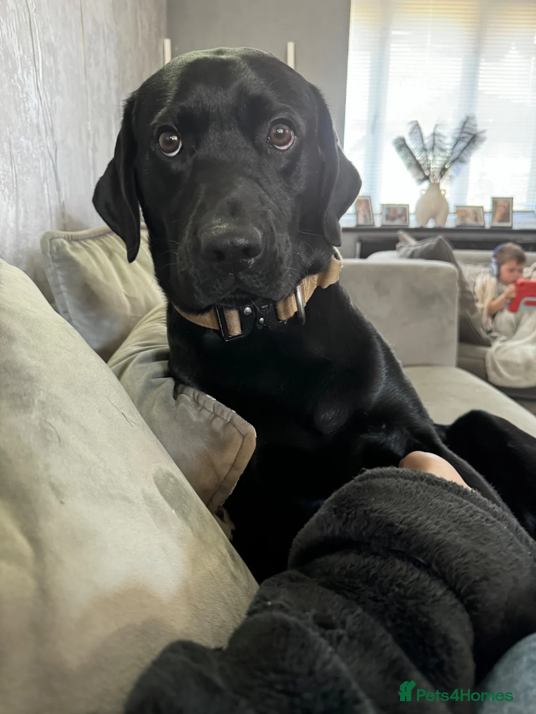 Labrador Retriever dogs for sale: Black lab  in Melton Constable - Advert 2