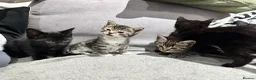 Mixed Breed cats for sale: Mixed breed kittens  - Advert 8