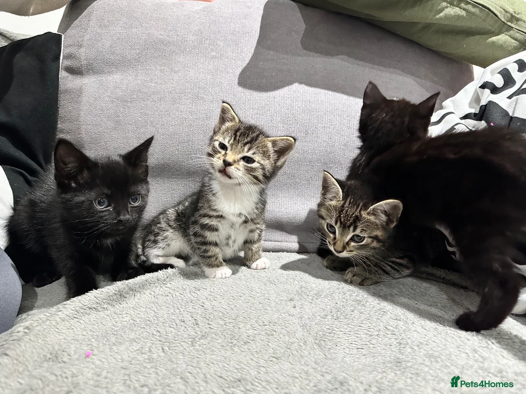 Mixed Breed cats for sale: Mixed breed kittens  - Advert 8