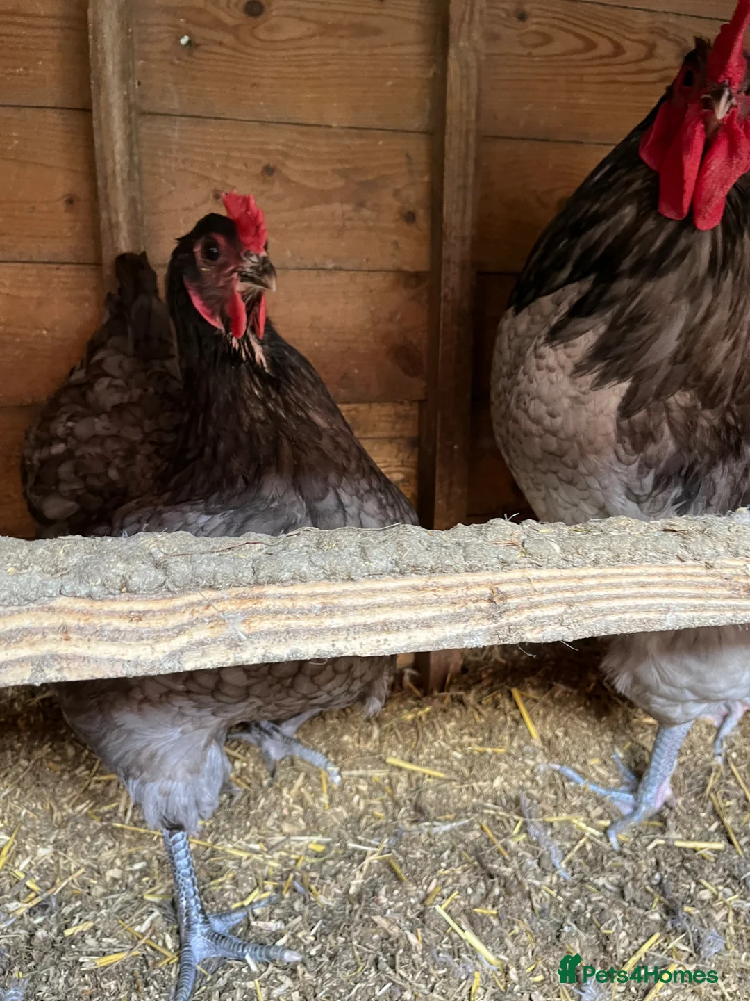 Chickens poultry for sale: Jersey Giant Hatching Eggs  - Advert 3