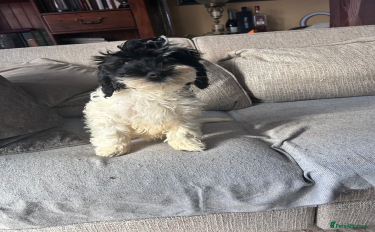 Cockapoo dogs F1 miniture cocapoos - Advert 9