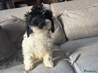 Cockapoo dogs F1 miniture cocapoos - Advert 14