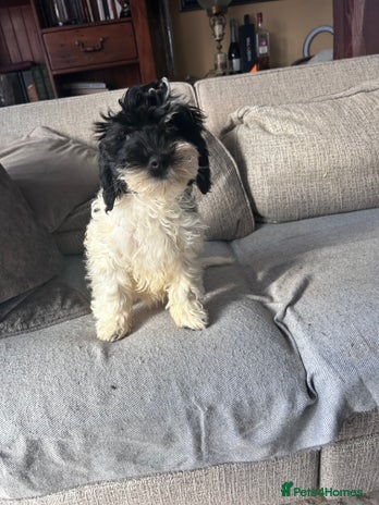 Cockapoo dogs F1 miniture cocapoos - Advert 9