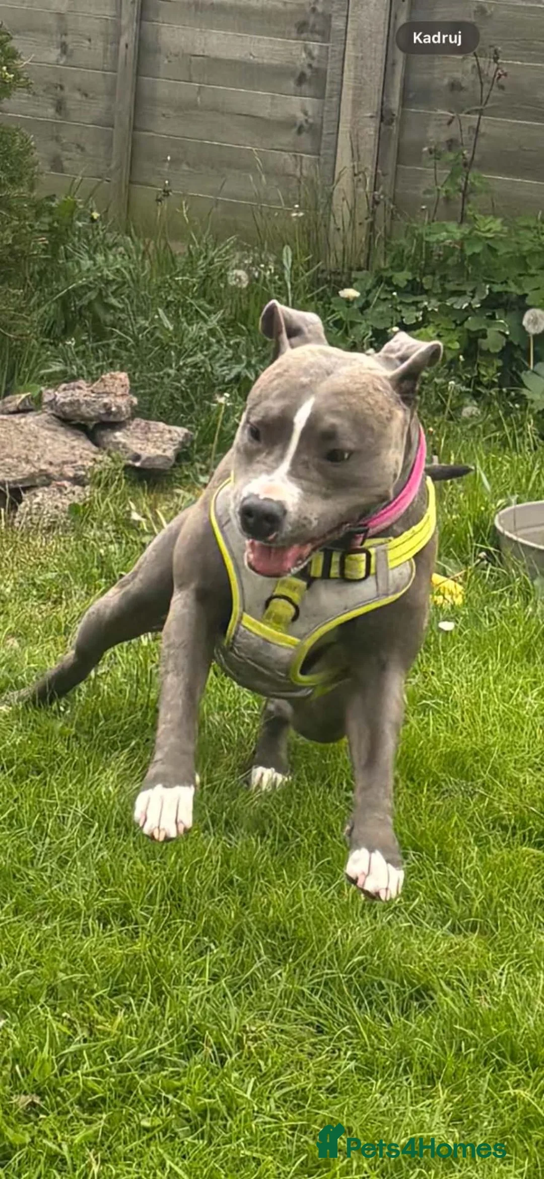 Staffordshire Bull Terrier dogs for sale: Boy/Girl  in Dundee - Advert 22