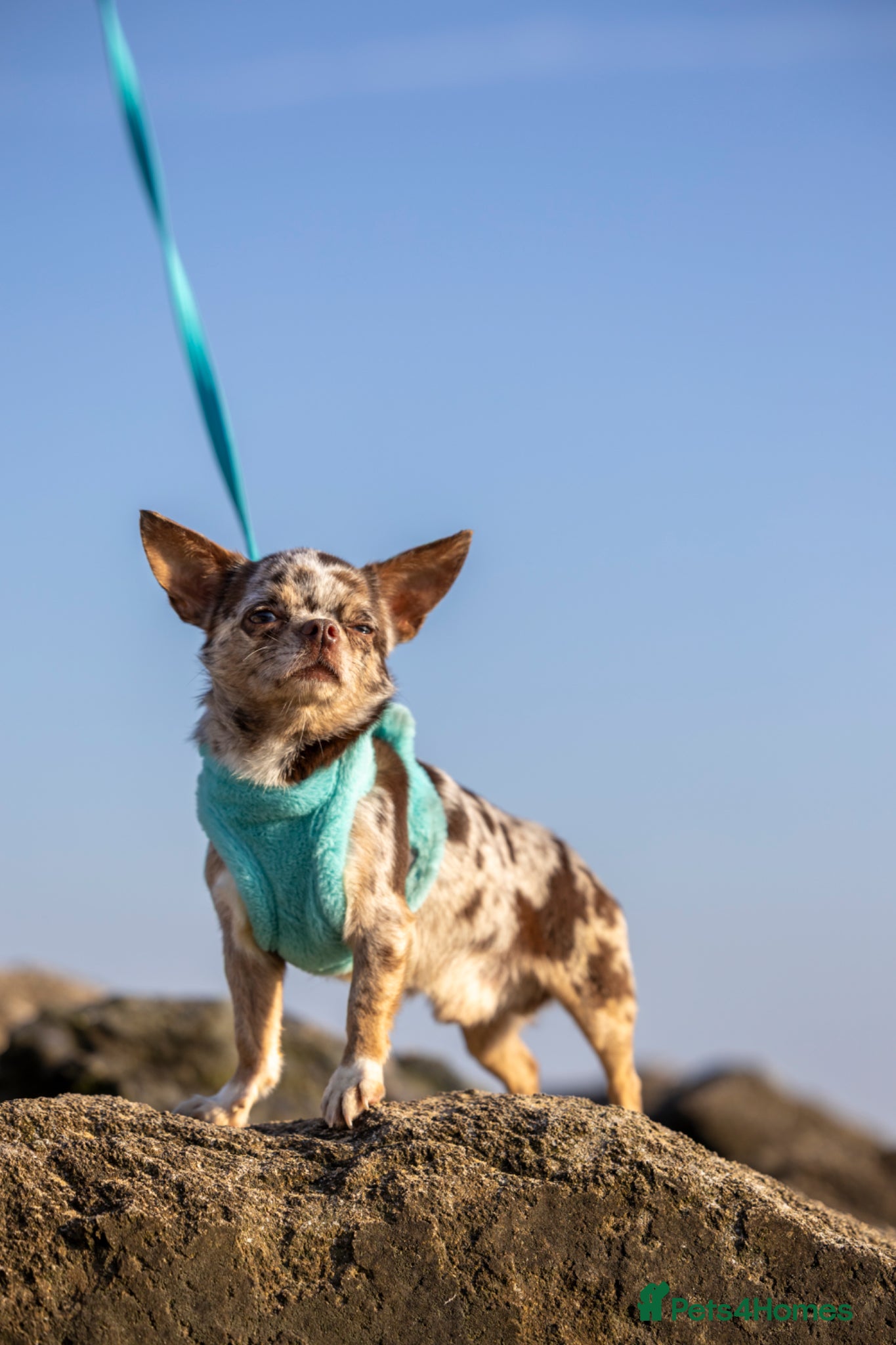 Chihuahua dogs GUNNER Merle chihuahua for STUD - Advert 2