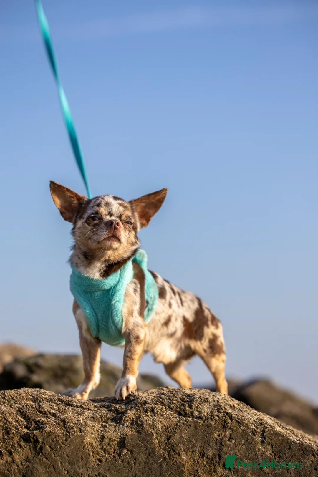 Chihuahua dogs for stud: GUNNER Merle chihuahua for STUD - Advert 2