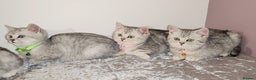 British Shorthair cats for sale: 🏆 Pedigree Silver British Shorthair Kittens 🏆 - Advert 3