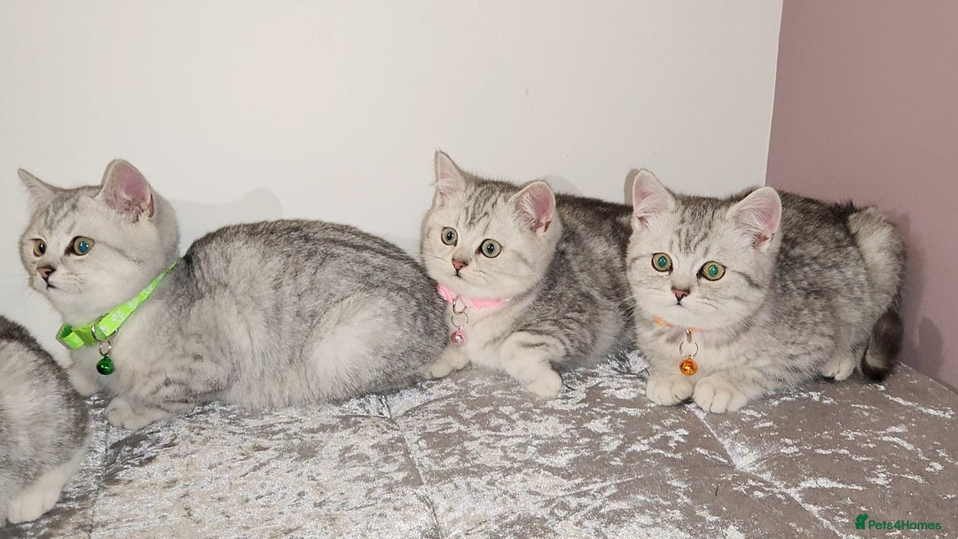 British Shorthair cats for sale: 🏆 Pedigree Silver British Shorthair Kittens 🏆 - Advert 3