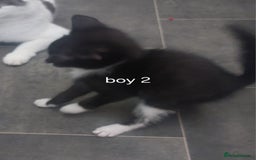 Mixed Breed cats for sale: Two black and white boys  - Image 5