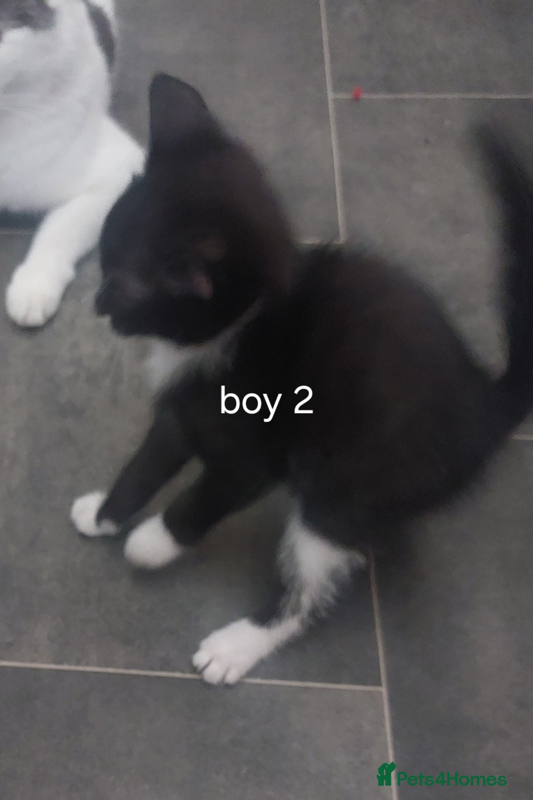 Mixed Breed cats for sale: Two black and white boys  - Image 5