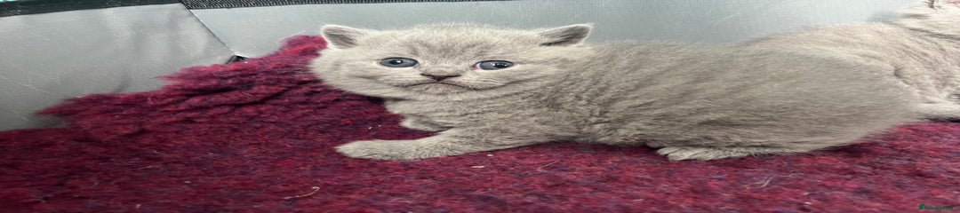Kitten 1