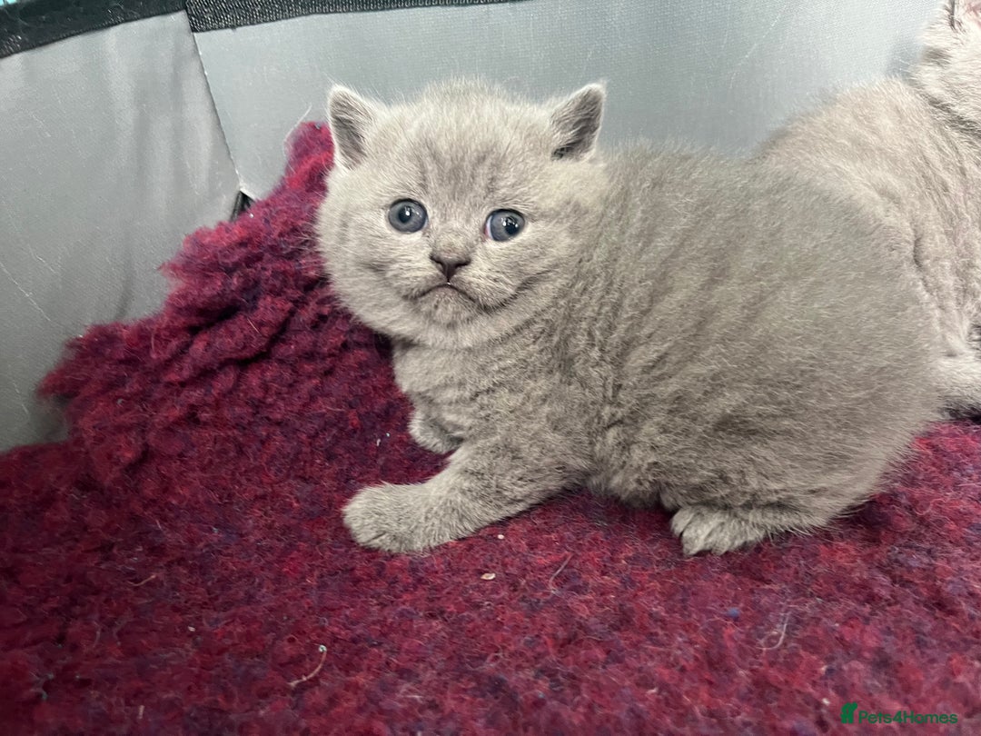 British Shorthair cats for sale: British short hair kittens  - Image 3