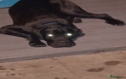 Cane Corso dogs for sale: Cane Corso female puppy - Image 6