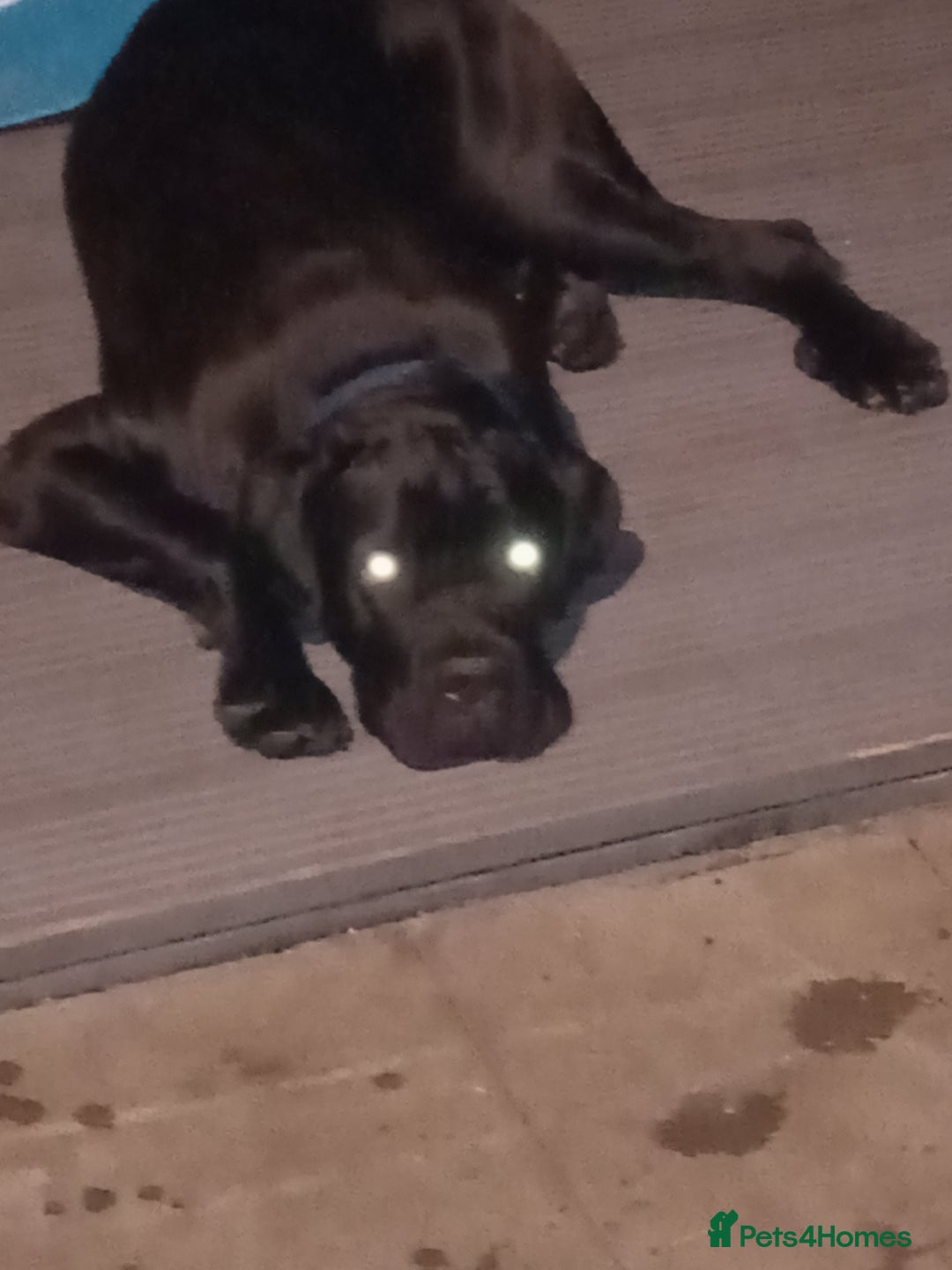 Cane Corso dogs for sale: Cane Corso female puppy - Image 6