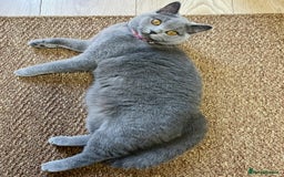British Shorthair cats for sale: British Shorthair ( Lilac ) - Advert 4