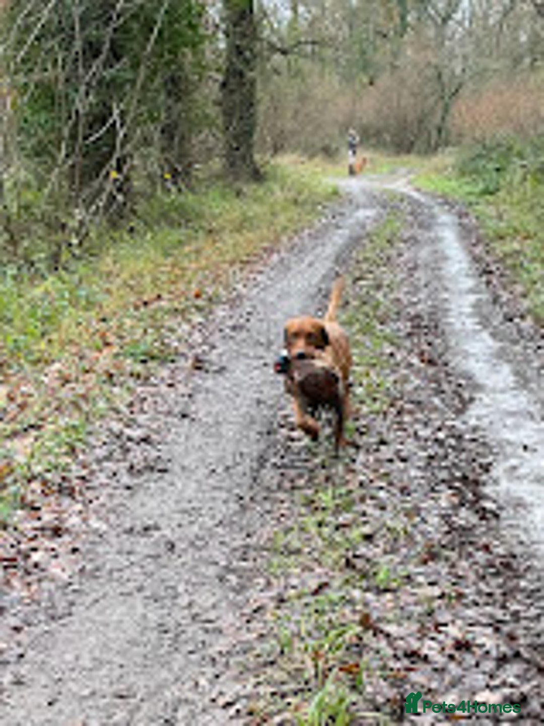 Labrador Retriever dogs for stud: Fully Health Tested Fox Red Stud Dog in Radstock - Advert 7