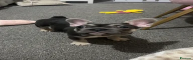 French Bulldog 1
