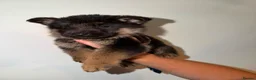 German Shepherd dogs for sale: German Shepard puppies ⭐️ready to be rehomed ⭐️ - Advert 15