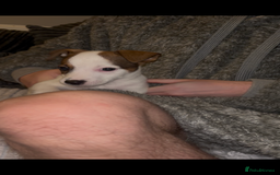 Jack Russell dogs for sale: Jack Russell’s  - Advert 12