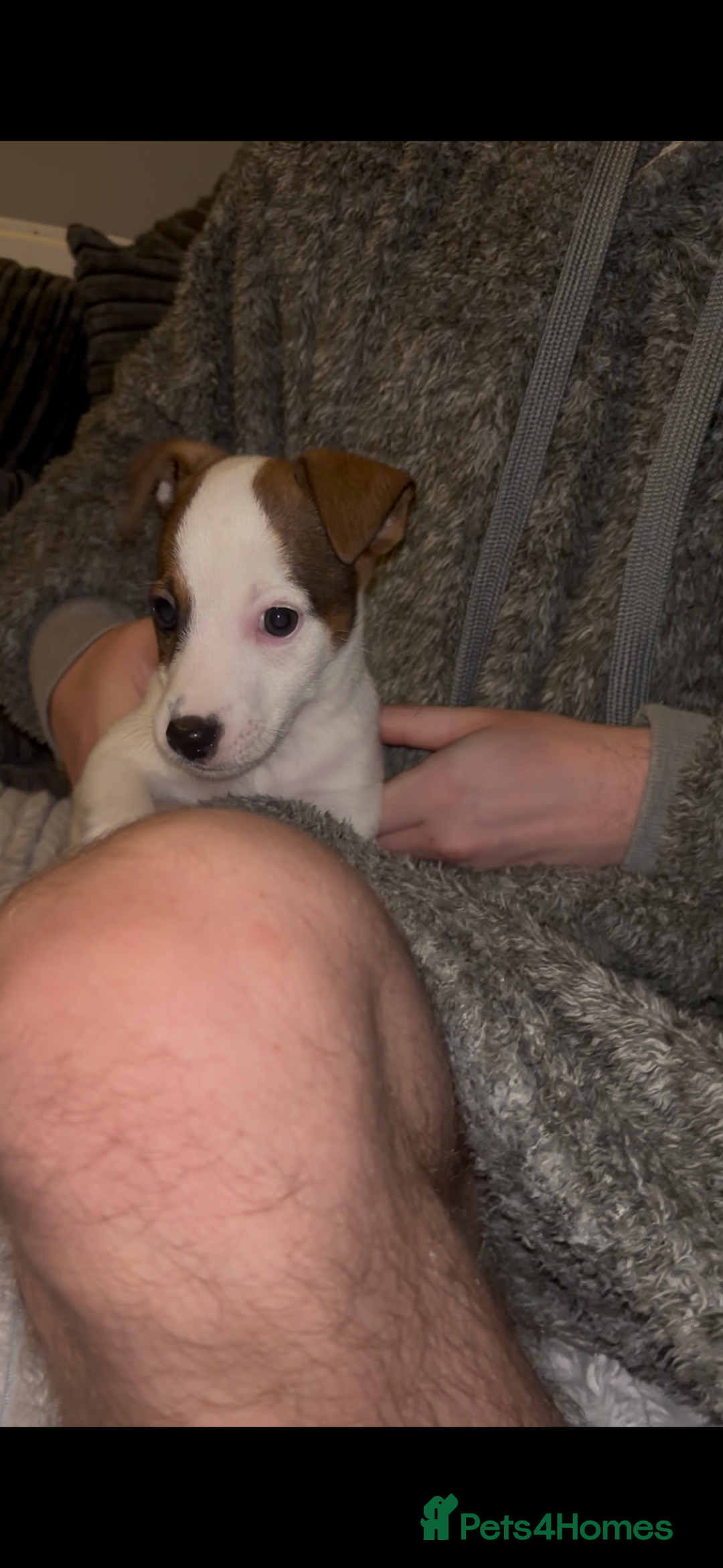 Jack Russell dogs for sale: Jack Russell’s  - Advert 12