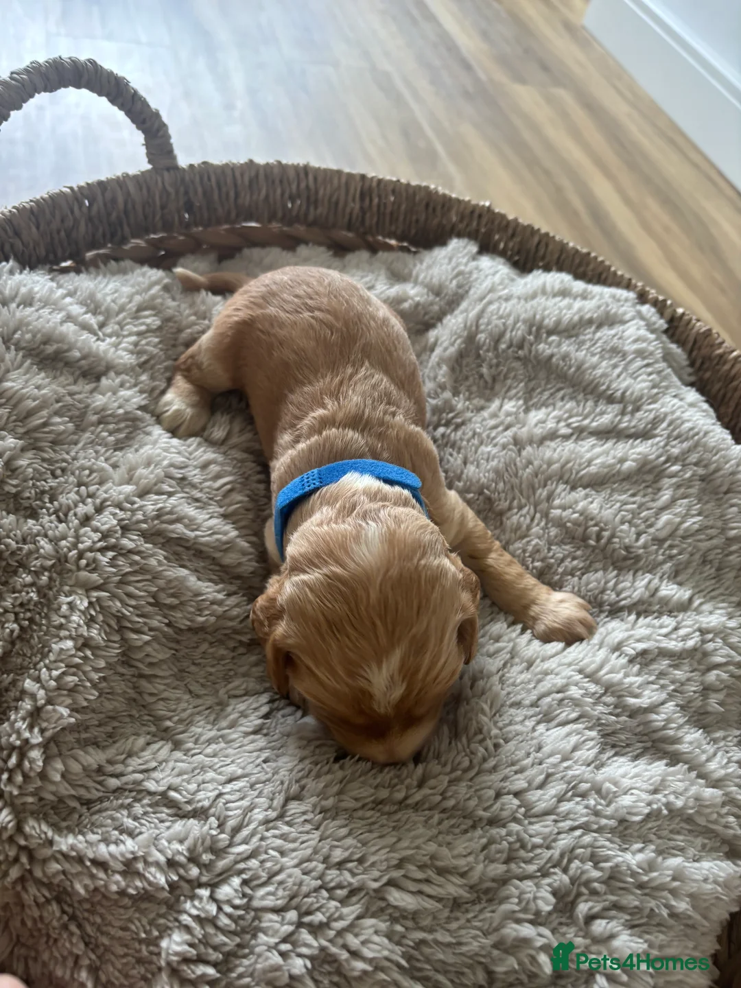 Cocker Spaniel dogs for sale: 6 Beautiful Cocker Spaniel Pups - Advert 20