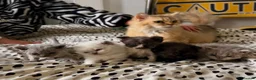 Selkirk Rex cats for sale: Stunning Selkirk Rex kittens - Advert 3