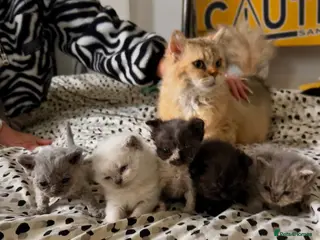 Selkirk Rex cats Stunning Selkirk Rex kittens - Advert 17