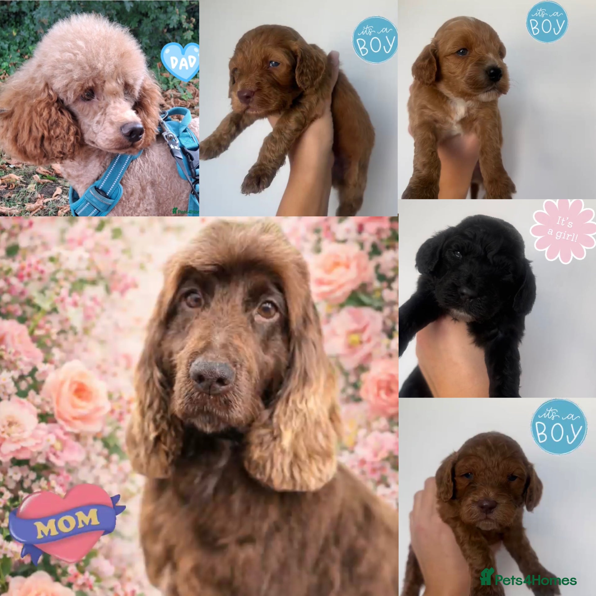 Cockapoo dogs F1 miniature cockapoo puppies🌟 - Advert 1