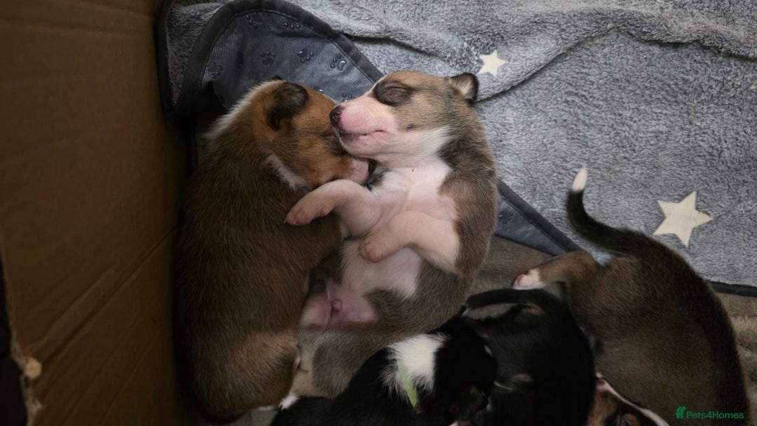 Mixed Breed dogs for sale: Beautiful collie x kelpie puppies  - Image 7