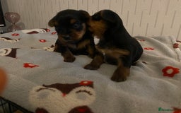 Yorkshire Terrier dogs for sale: Yorkshire Terrier puppies  - Image 14