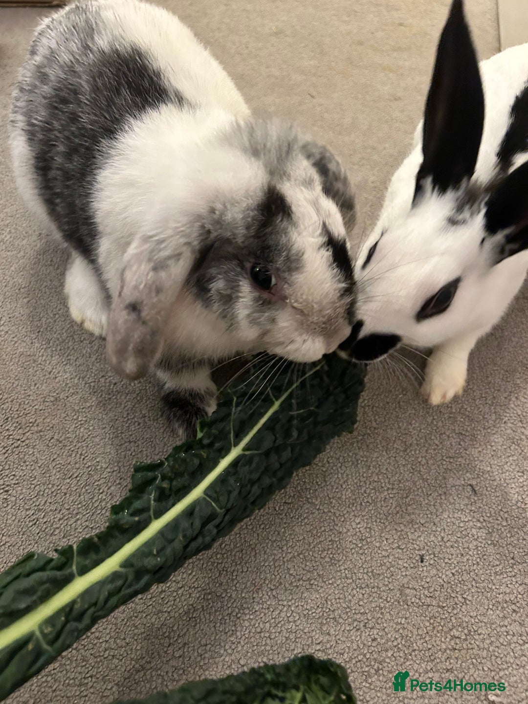 Mixed Breed rabbits for sale: Paired Rabbits for sale - Advert 9